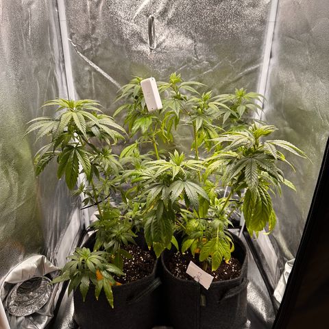 White Russian growlog timeline photo