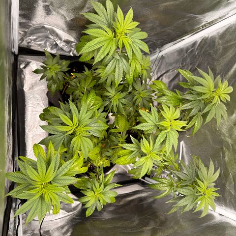 White Russian growlog timeline photo