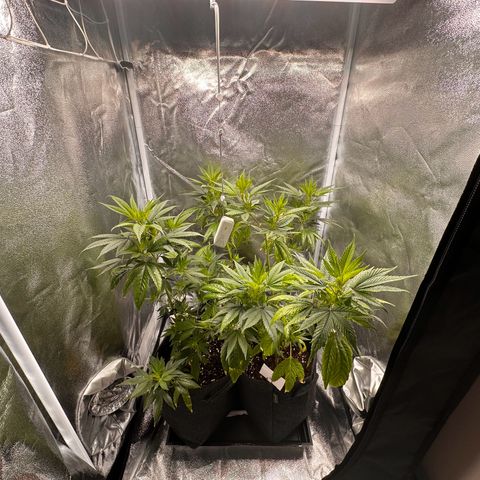 White Russian growlog photo: Heute wieder dunklere Grün und gesünderes im Aussehen