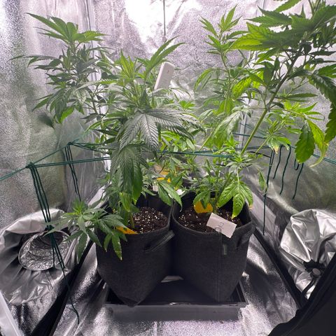 White Russian growlog photo: Bisschen LST für mehr Licht.