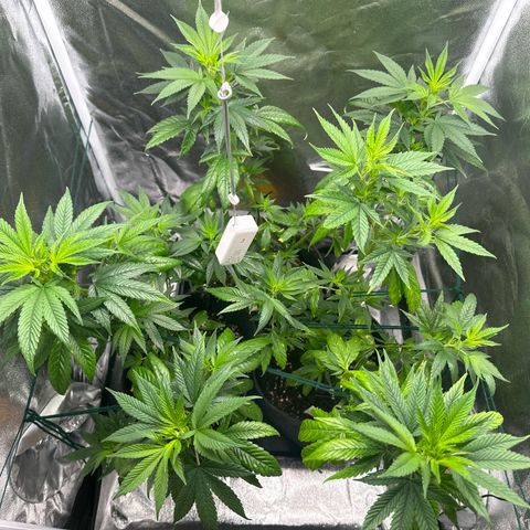 White Russian growlog photo: Bisschen LST für mehr Licht.