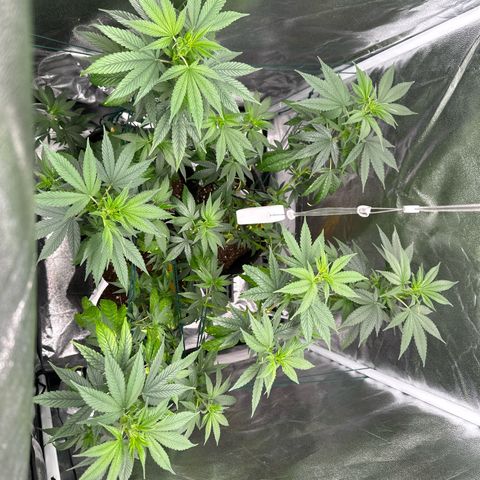 White Russian growlog timeline photo