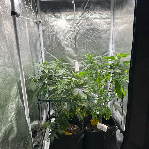 White Russian growlog timeline photo