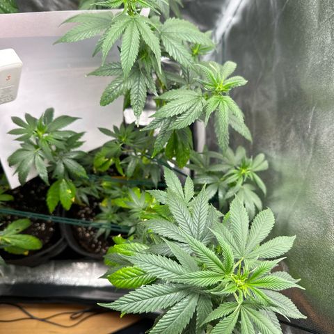 White Russian growlog photo: P1: Foto 1&2
P2: Foto 3&4
P3: Foto 5&6