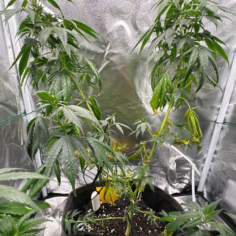 White Russian growlog photo: P1: Foto 1&2
P2: Foto 3&4
P3: Foto 5&6