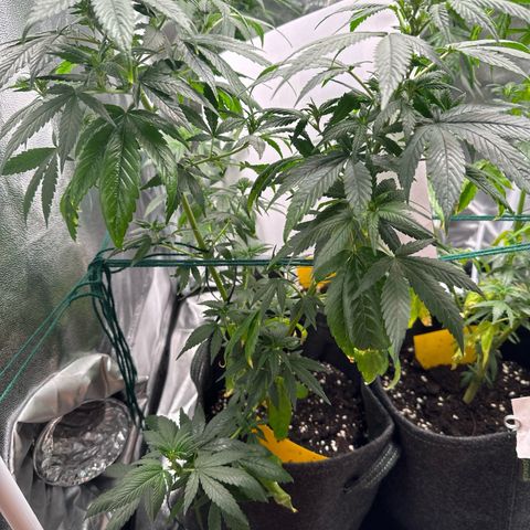 White Russian growlog photo: P1: Foto 1&2
P2: Foto 3&4
P3: Foto 5&6
