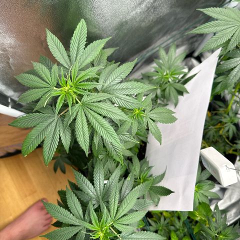 White Russian growlog photo: P1: Foto 1&2
P2: Foto 3&4
P3: Foto 5&6