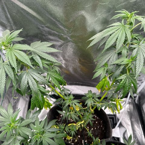 White Russian growlog photo: P1: Foto 1&2
P2: Foto 3&4
P3: Foto 5&6