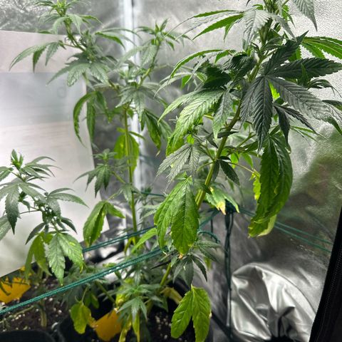 White Russian growlog photo: P1: Foto 1&2
P2: Foto 3&4
P3: Foto 5&6