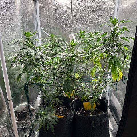White Russian growlog timeline photo