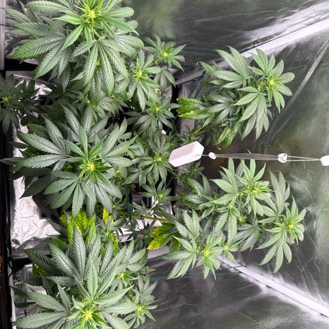 White Russian growlog timeline photo