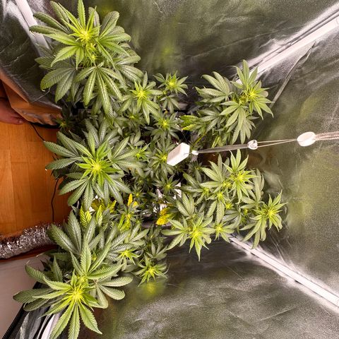 White Russian growlog timeline photo