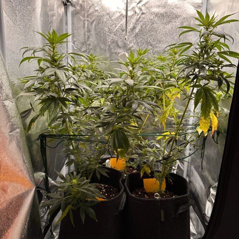 White Russian growlog timeline photo