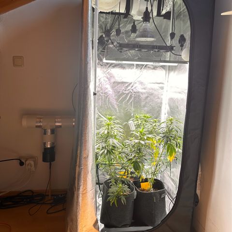 White Russian growlog photo: Fertigung der Belüftung 