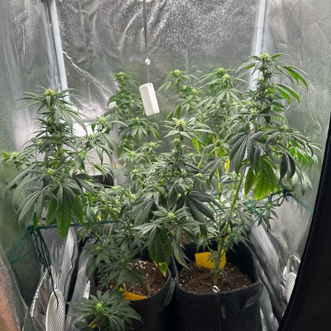 White Russian growlog timeline photo