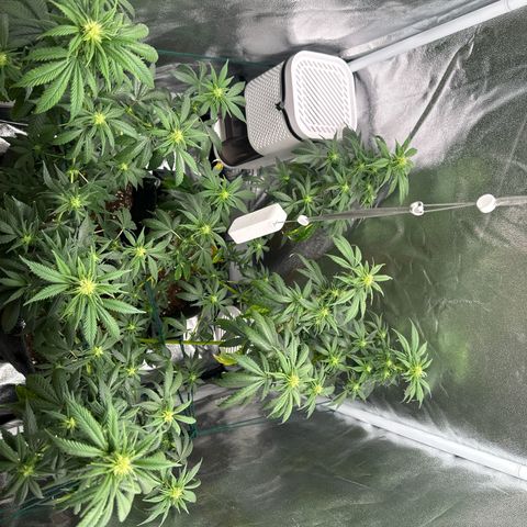 White Russian growlog timeline photo