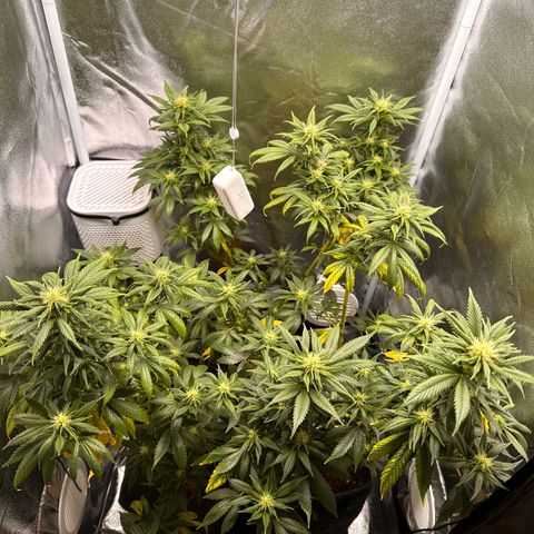 White Russian growlog timeline photo
