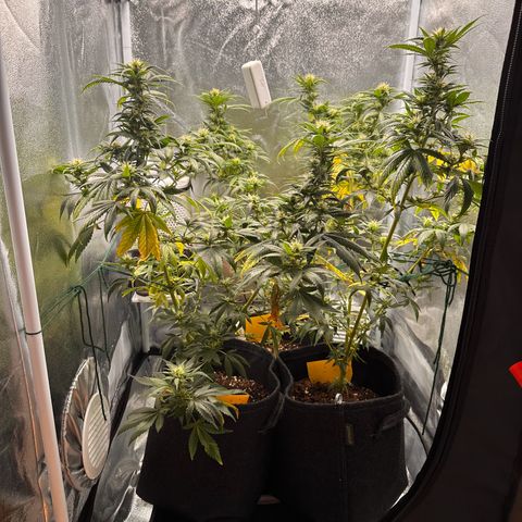 White Russian growlog timeline photo