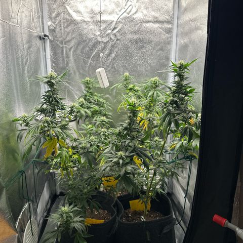 White Russian growlog timeline photo