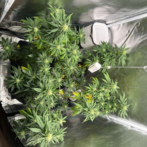 White Russian growlog timeline photo
