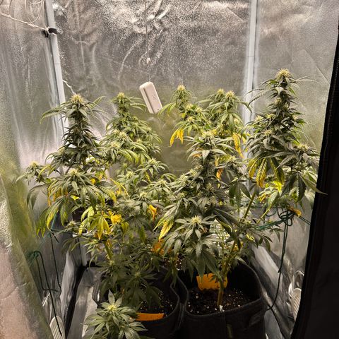 White Russian growlog timeline photo
