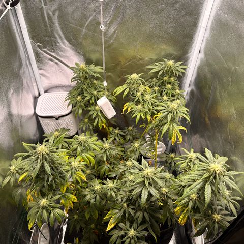 White Russian growlog timeline photo