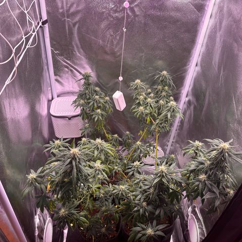 White Russian growlog timeline photo