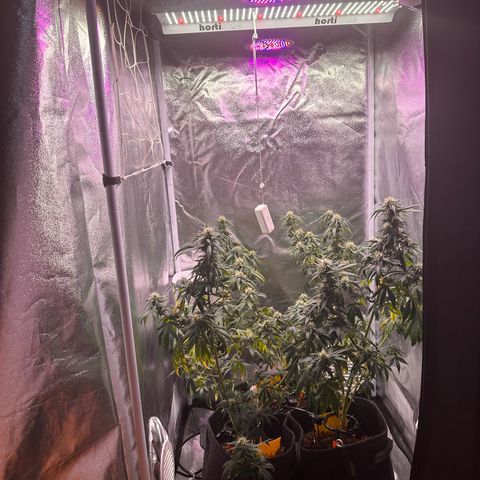 White Russian growlog timeline photo