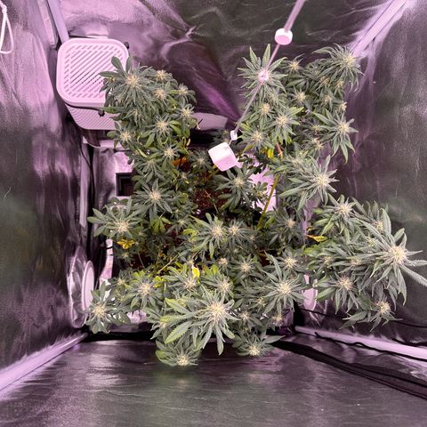 White Russian growlog timeline photo