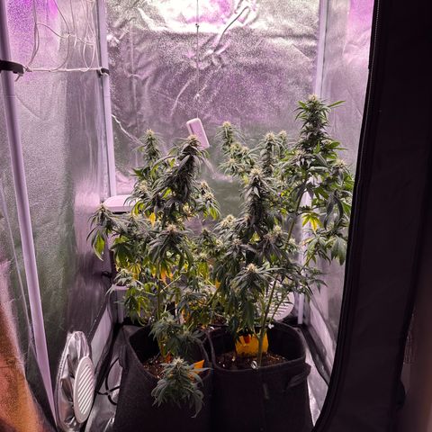 White Russian growlog timeline photo
