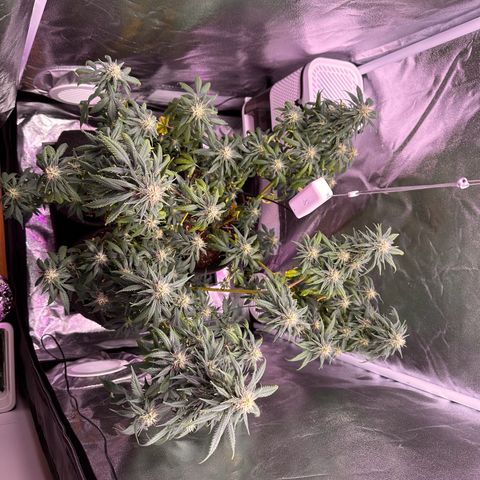 White Russian growlog timeline photo