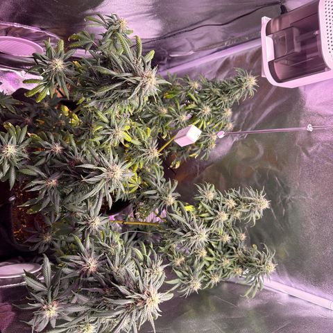 White Russian growlog timeline photo
