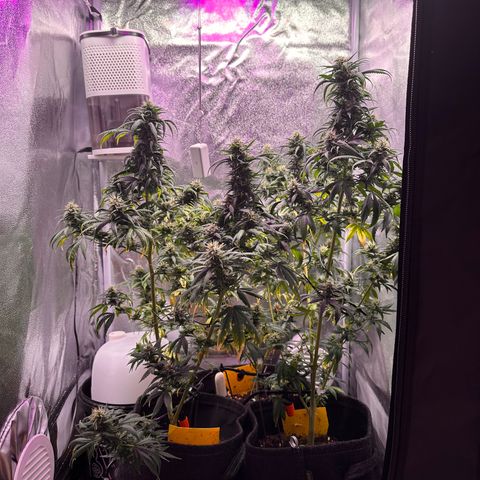 White Russian growlog timeline photo