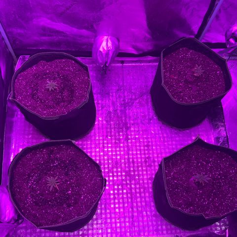 Game On growlog photo: Transplanted pods into 3 gallon cloth pots; seems to have brought them back to life. Not Shown: i have placed two tiers of netting in the tent above the plants to assist with SCROG, pinching, and other possible LST. Looking into getting a new light soon.