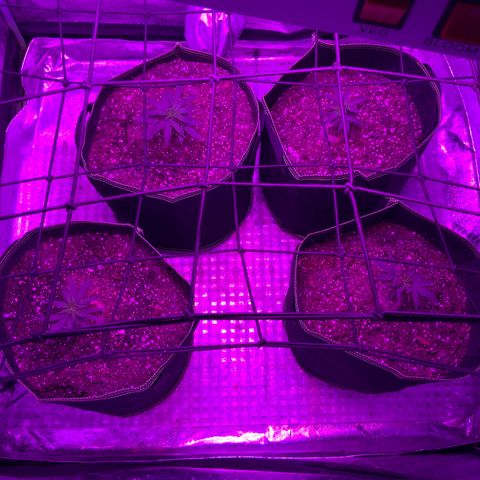 Game On growlog photo: Growth has truly returned! Plants seem to truly enjoy their new pots, may need to transplant again in a few weeks….

