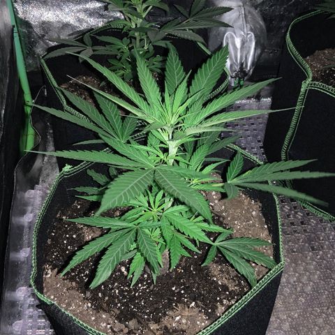 Game On growlog photo: Plants have grown significantly since last picture posting. All 4 plants have grown to considerable heights and may need LST soon… Netting is already setup, may start pinching within the next week or so….