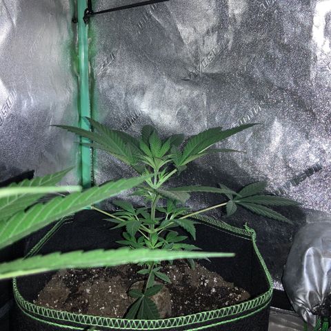 Game On growlog photo: Plants have grown significantly since last picture posting. All 4 plants have grown to considerable heights and may need LST soon… Netting is already setup, may start pinching within the next week or so….