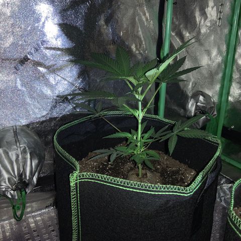 Game On growlog photo: Plants have grown significantly since last picture posting. All 4 plants have grown to considerable heights and may need LST soon… Netting is already setup, may start pinching within the next week or so….