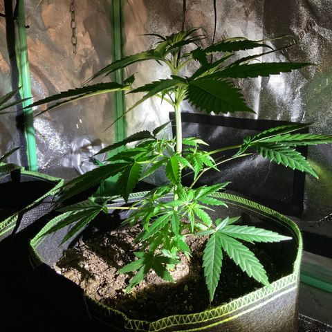 Game On growlog photo: Plants have grown significantly since last picture posting. All 4 plants have grown to considerable heights and may need LST soon… Netting is already setup, may start pinching within the next week or so….