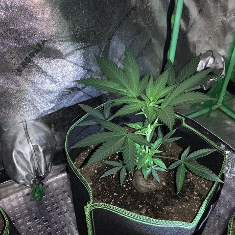 Game On growlog photo: Plants have grown significantly since last picture posting. All 4 plants have grown to considerable heights and may need LST soon… Netting is already setup, may start pinching within the next week or so….