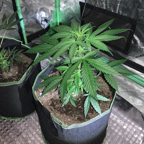 Game On growlog photo: Plants have grown significantly since last picture posting. All 4 plants have grown to considerable heights and may need LST soon… Netting is already setup, may start pinching within the next week or so….