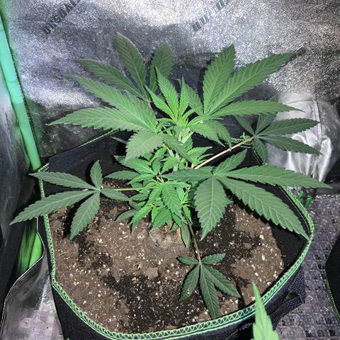 Game On growlog photo: Plants have grown significantly since last picture posting. All 4 plants have grown to considerable heights and may need LST soon… Netting is already setup, may start pinching within the next week or so….