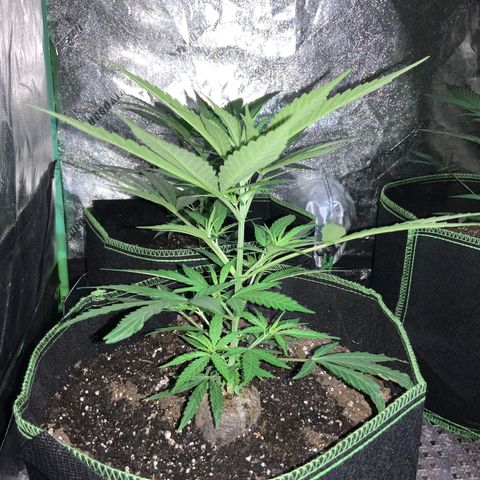 Game On growlog photo: Plants have grown significantly since last picture posting. All 4 plants have grown to considerable heights and may need LST soon… Netting is already setup, may start pinching within the next week or so….
