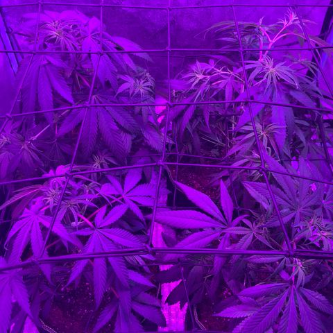Game On growlog timeline photo