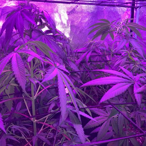 Game On growlog photo: Might be switching over to flower next week or so….