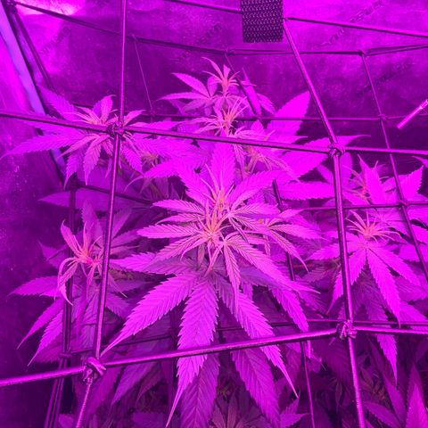 Game On growlog photo: Game On has grown considerably well in this climate, even with fluctuating temperature and humidity. With Plants only through one week of flower, we turn off Vegetation Lights and exclusively use Bloom Lights.