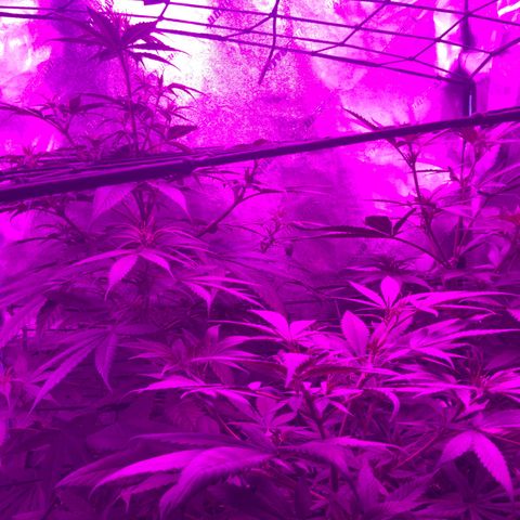 Game On growlog photo: Game On has grown considerably well in this climate, even with fluctuating temperature and humidity. With Plants only through one week of flower, we turn off Vegetation Lights and exclusively use Bloom Lights.