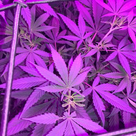 Game On growlog photo: Game On has grown considerably well in this climate, even with fluctuating temperature and humidity. With Plants only through one week of flower, we turn off Vegetation Lights and exclusively use Bloom Lights.