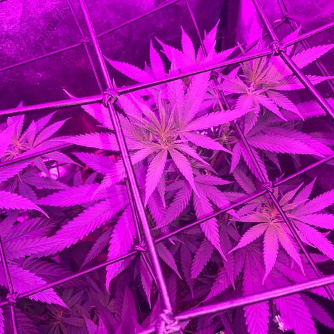 Game On growlog photo: Game On has grown considerably well in this climate, even with fluctuating temperature and humidity. With Plants only through one week of flower, we turn off Vegetation Lights and exclusively use Bloom Lights.