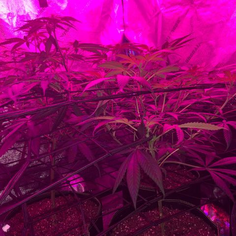 Game On growlog photo: Flowering very nicely, should be ready in about 6ish weeeks!
